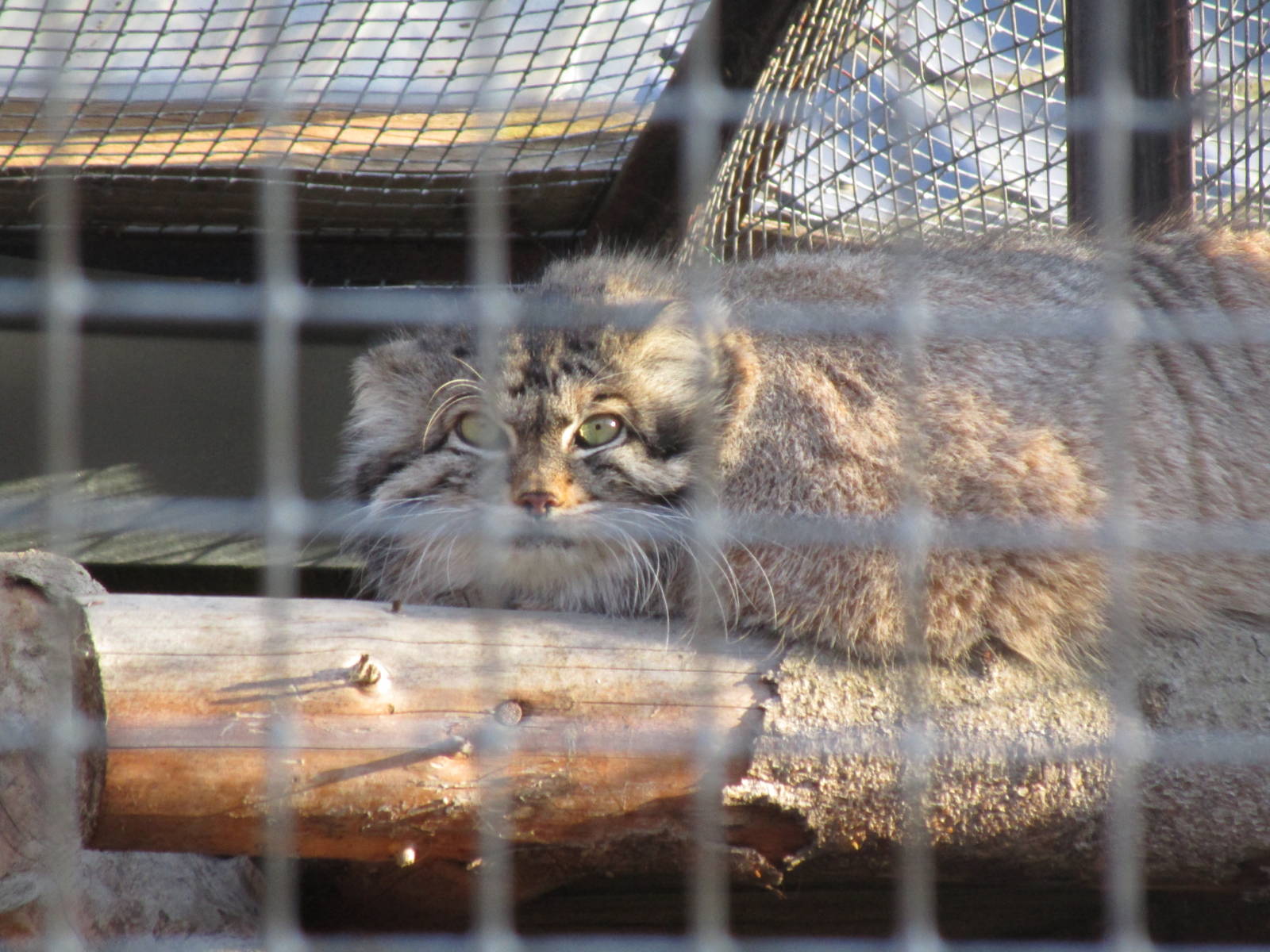 Pallas Cat - 25/03/15