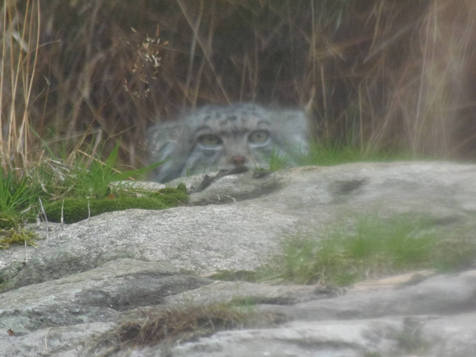 pallas cat   25/08/13