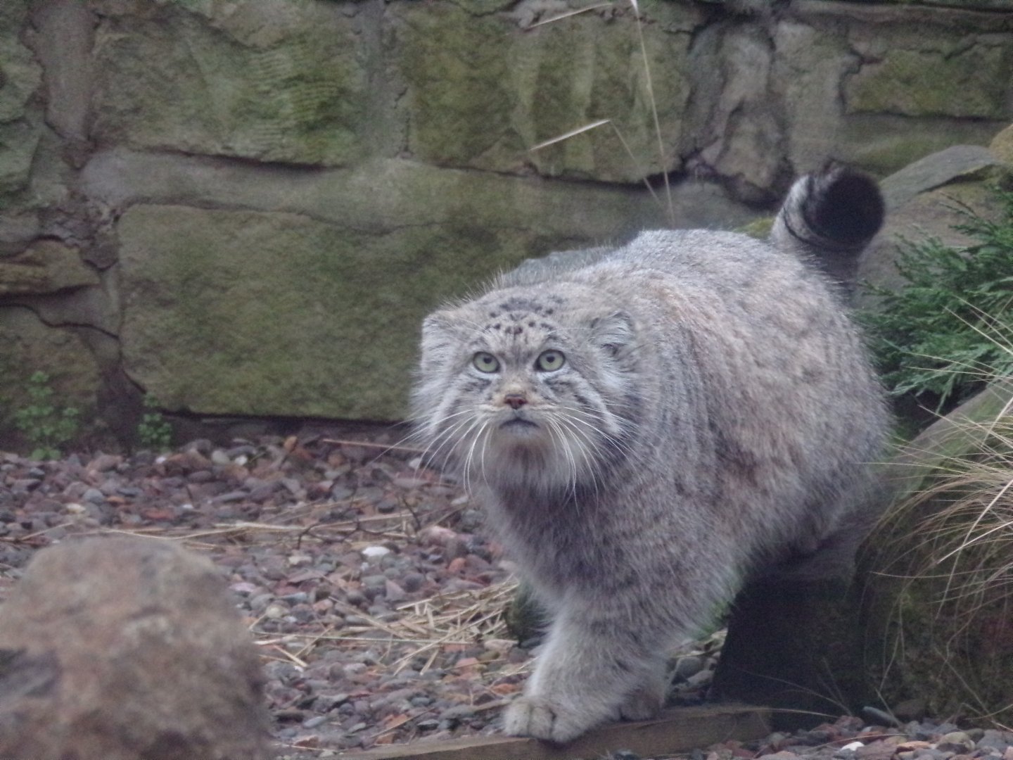 Pallas cat 27.12.24