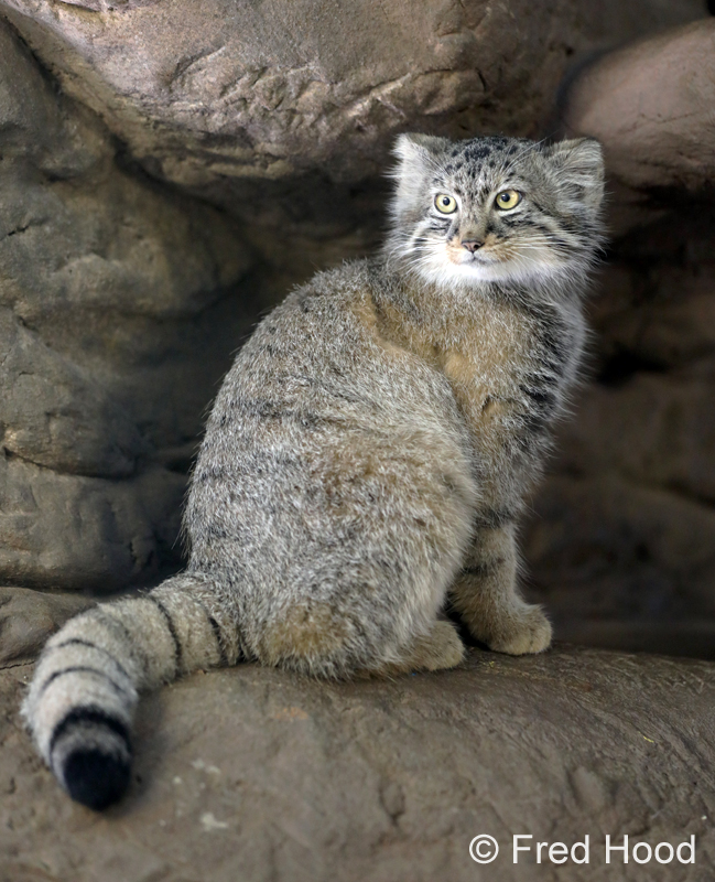 pallas cat (4 months)