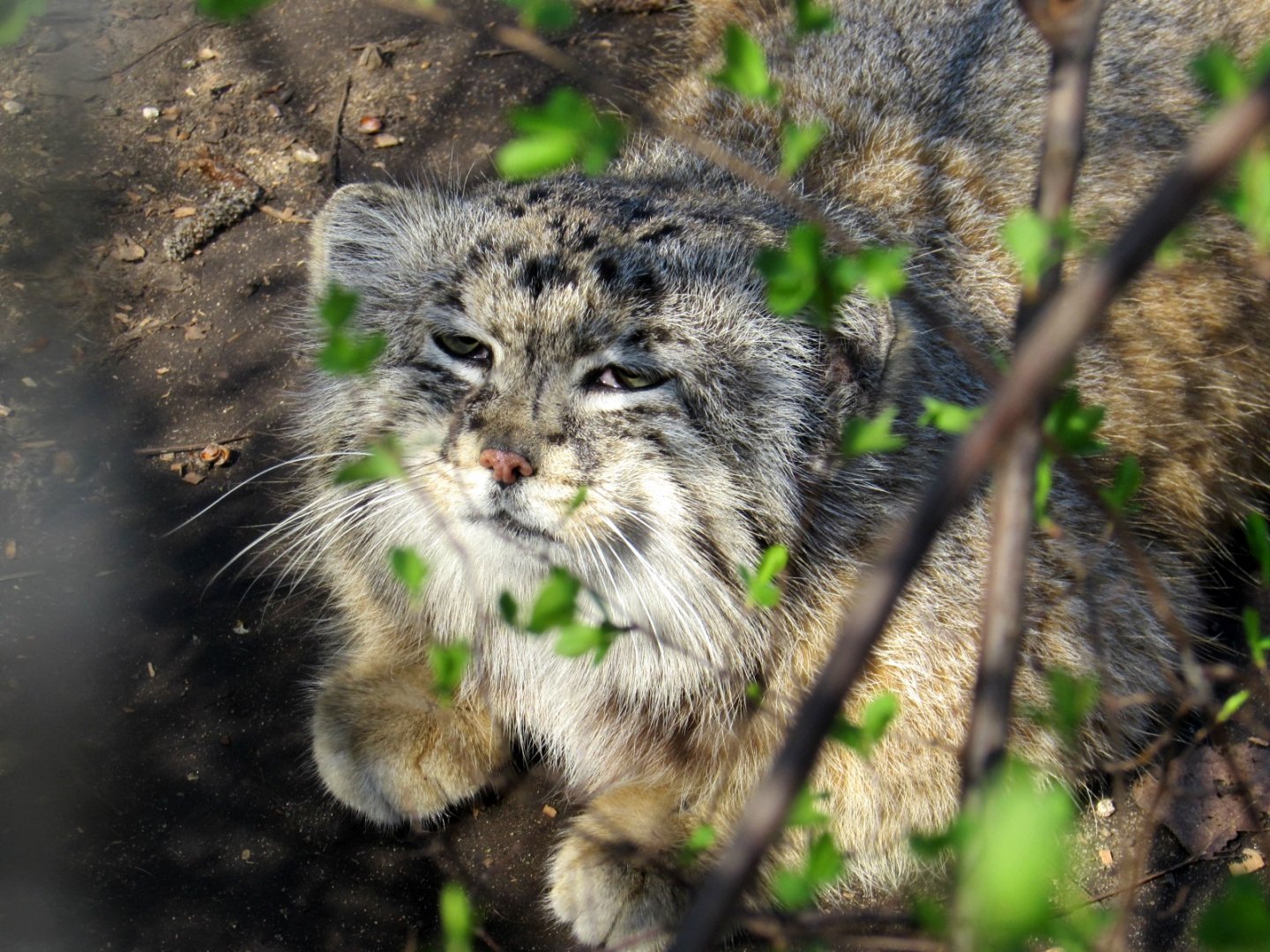 Pallas Cat also called the Manul