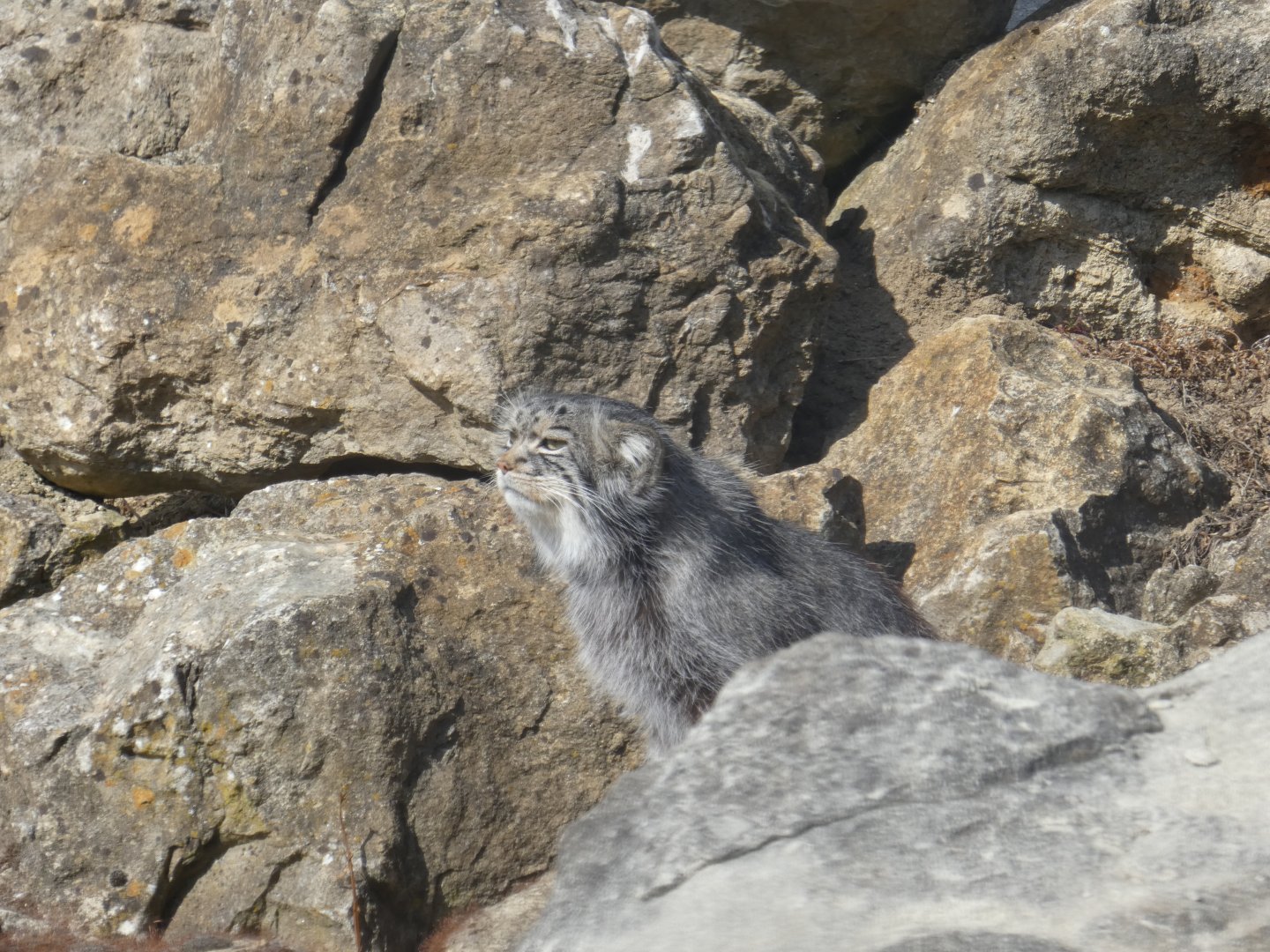 Pallas' Cat amongst rocks