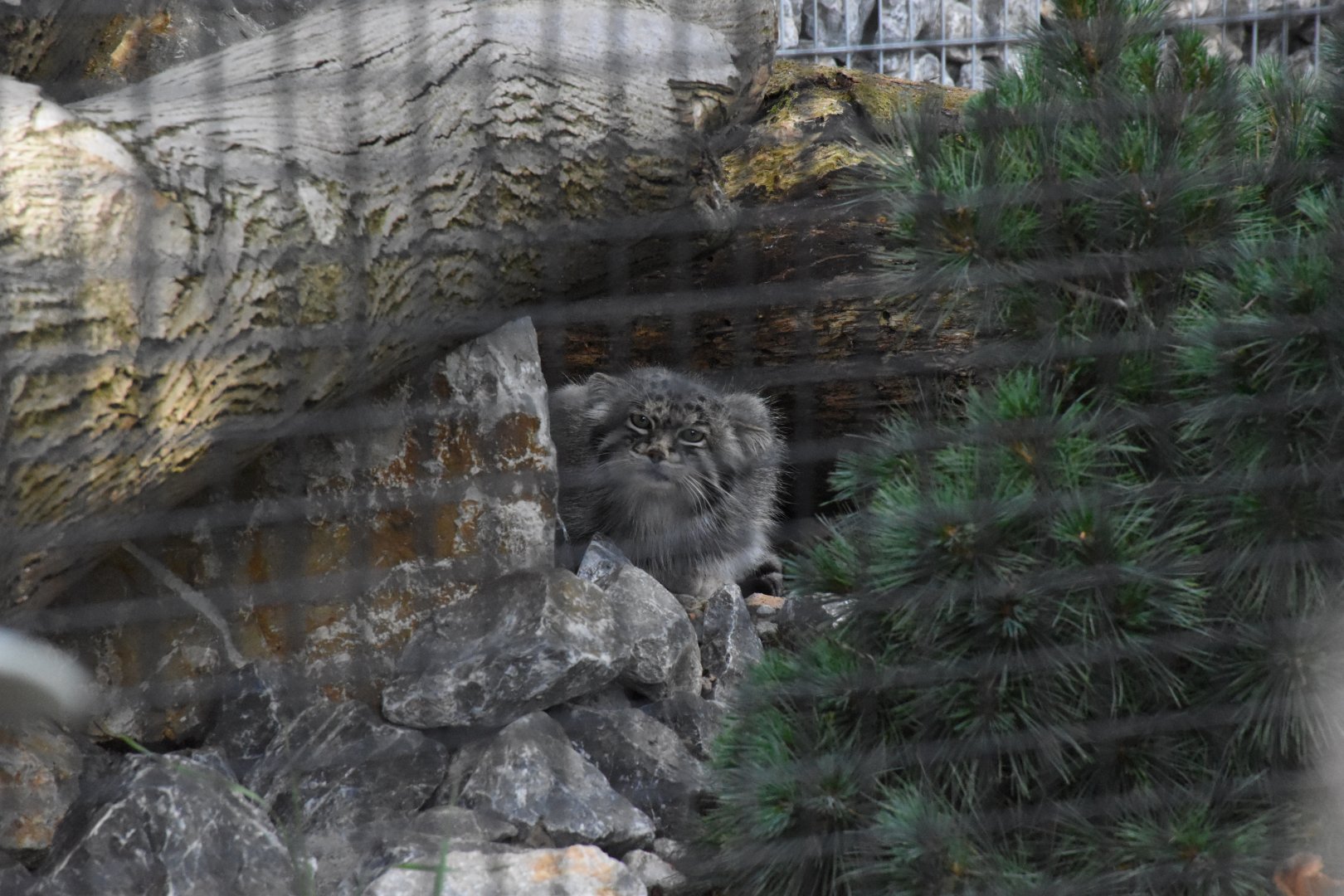 Palla's cat - Artenschutzzentrum Grasleben