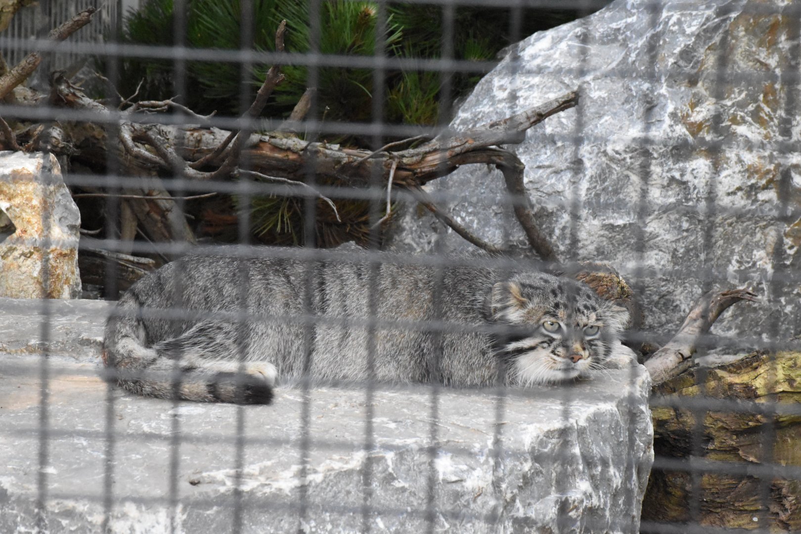 Palla's cat - Artenschutzzentrum Grasleben