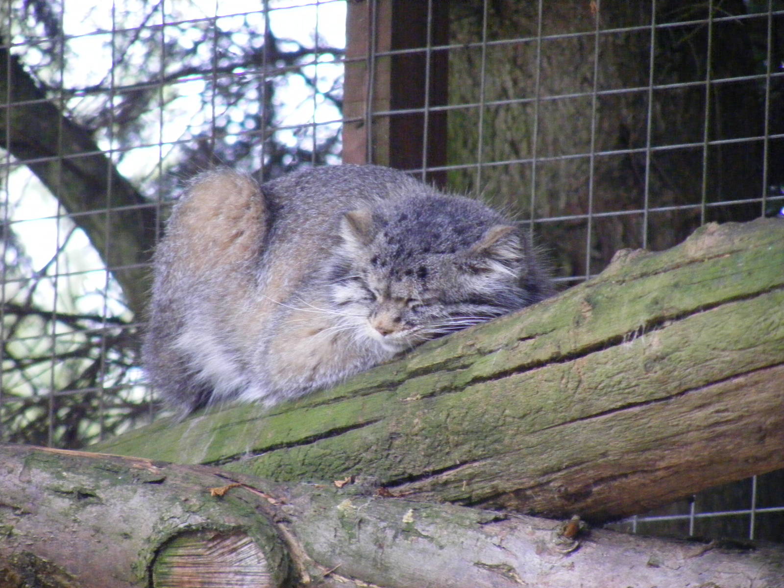 Pallas cat at Banham Zoo, 14 September 2010