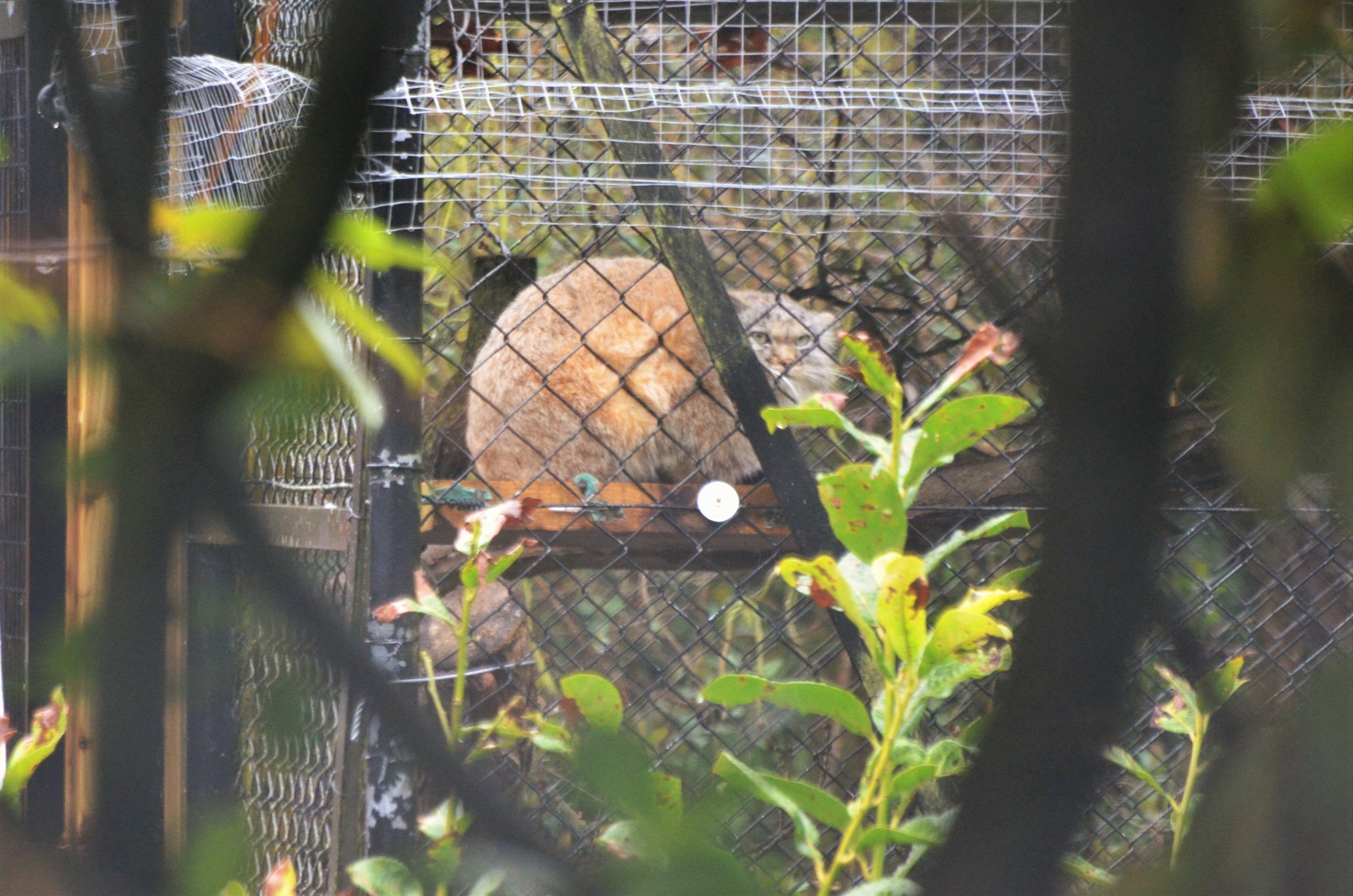 Pallas Cat at Chester, 07/04/18