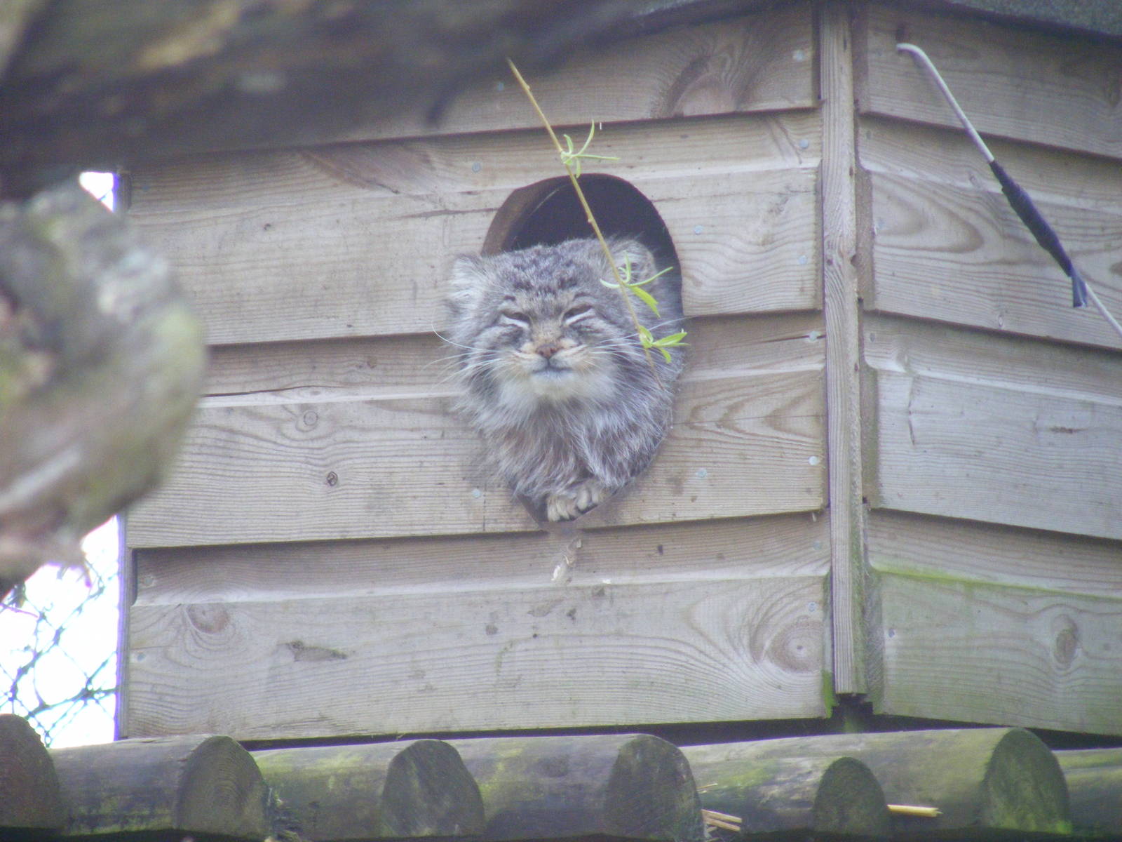 Pallas cat at Howletts Wild Animal Park, 3 April 2010