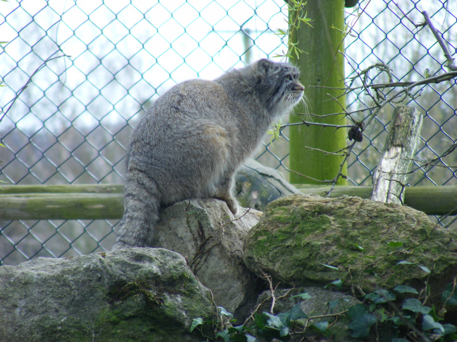 Pallas cat at Howletts Wild Animal Park, 3 April 2010