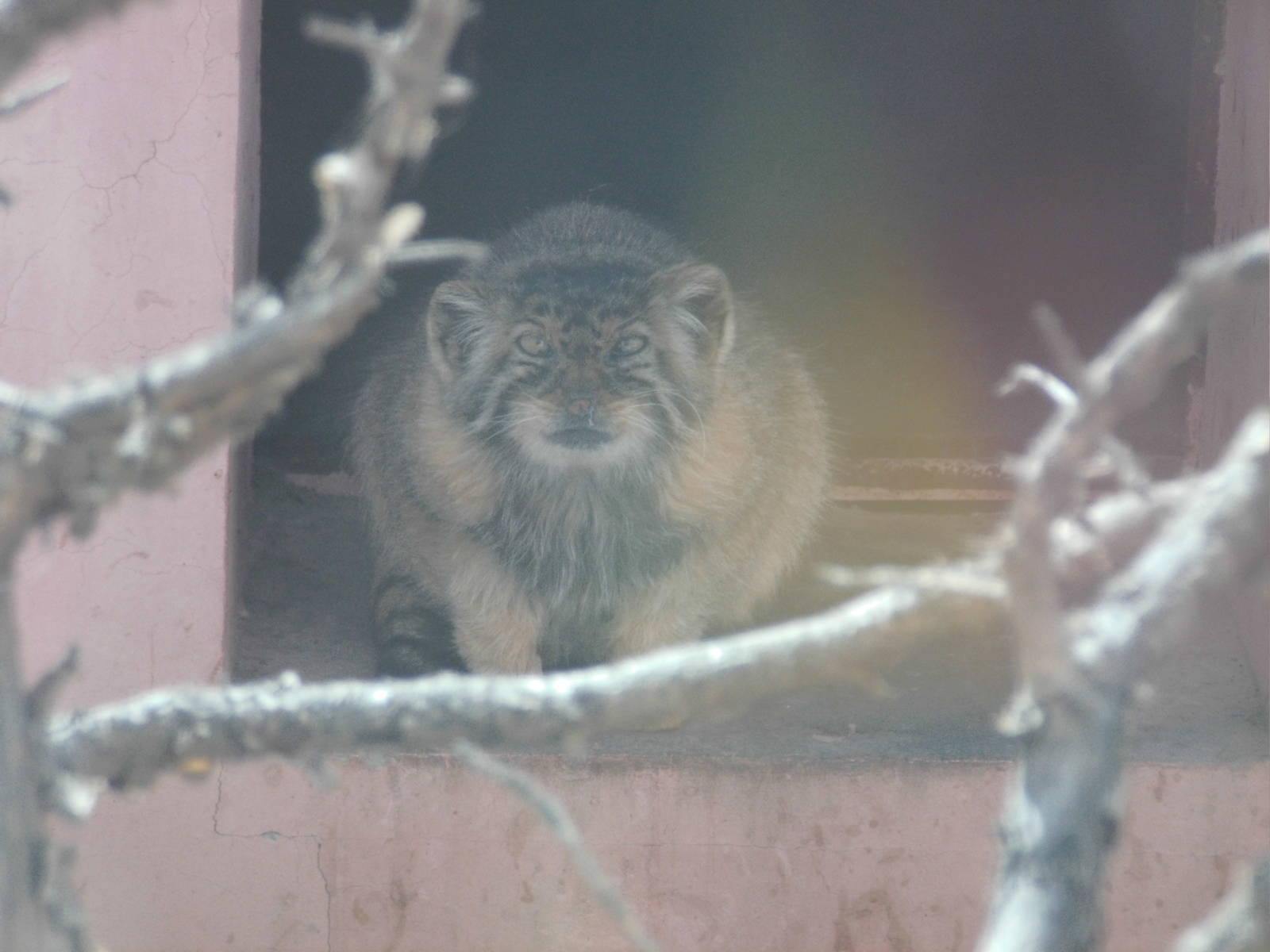 Pallas?cat at Qinghai-Tibet Plateau Wildlife zoo 2014-5-15