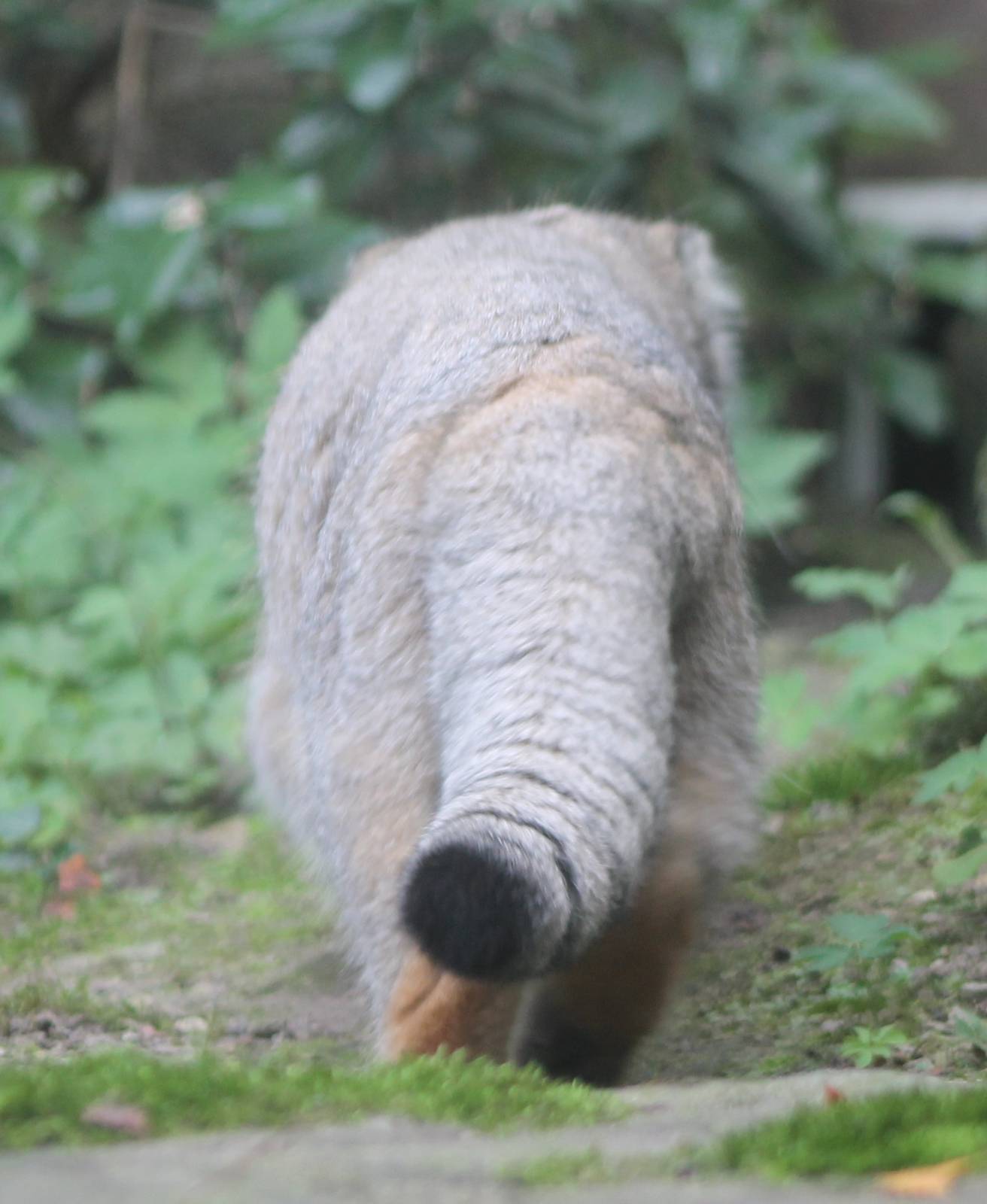 Pallas cat - backside