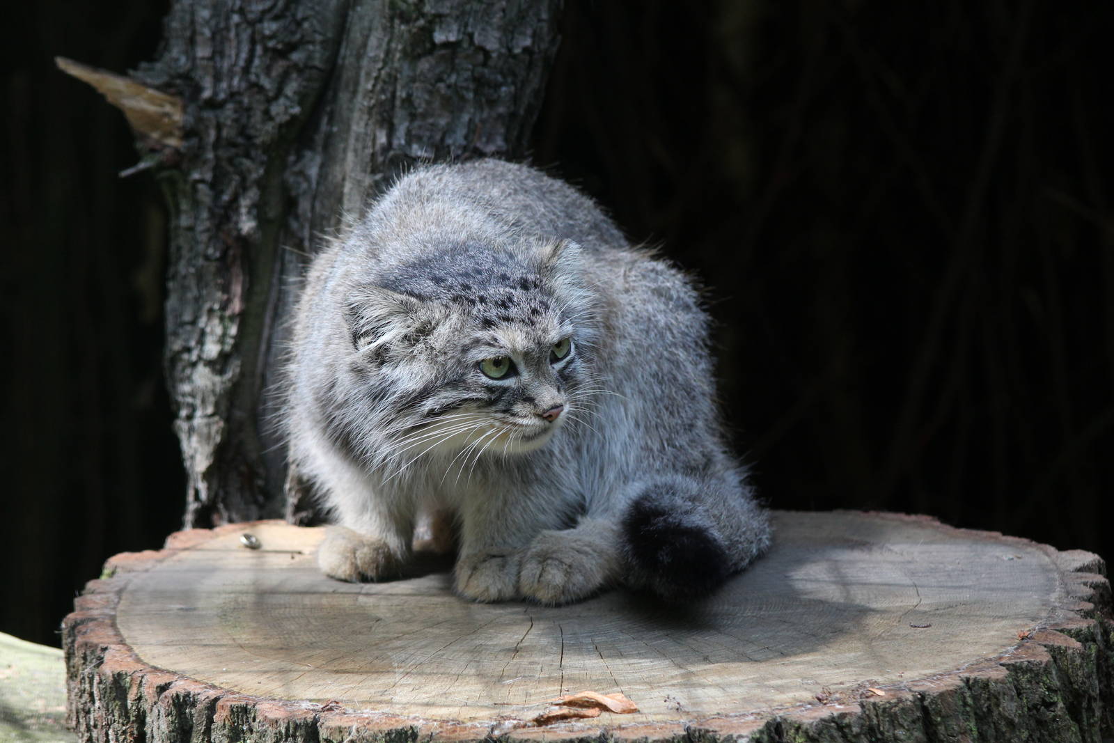 Pallas Cat - Brno Zoo, July 2013