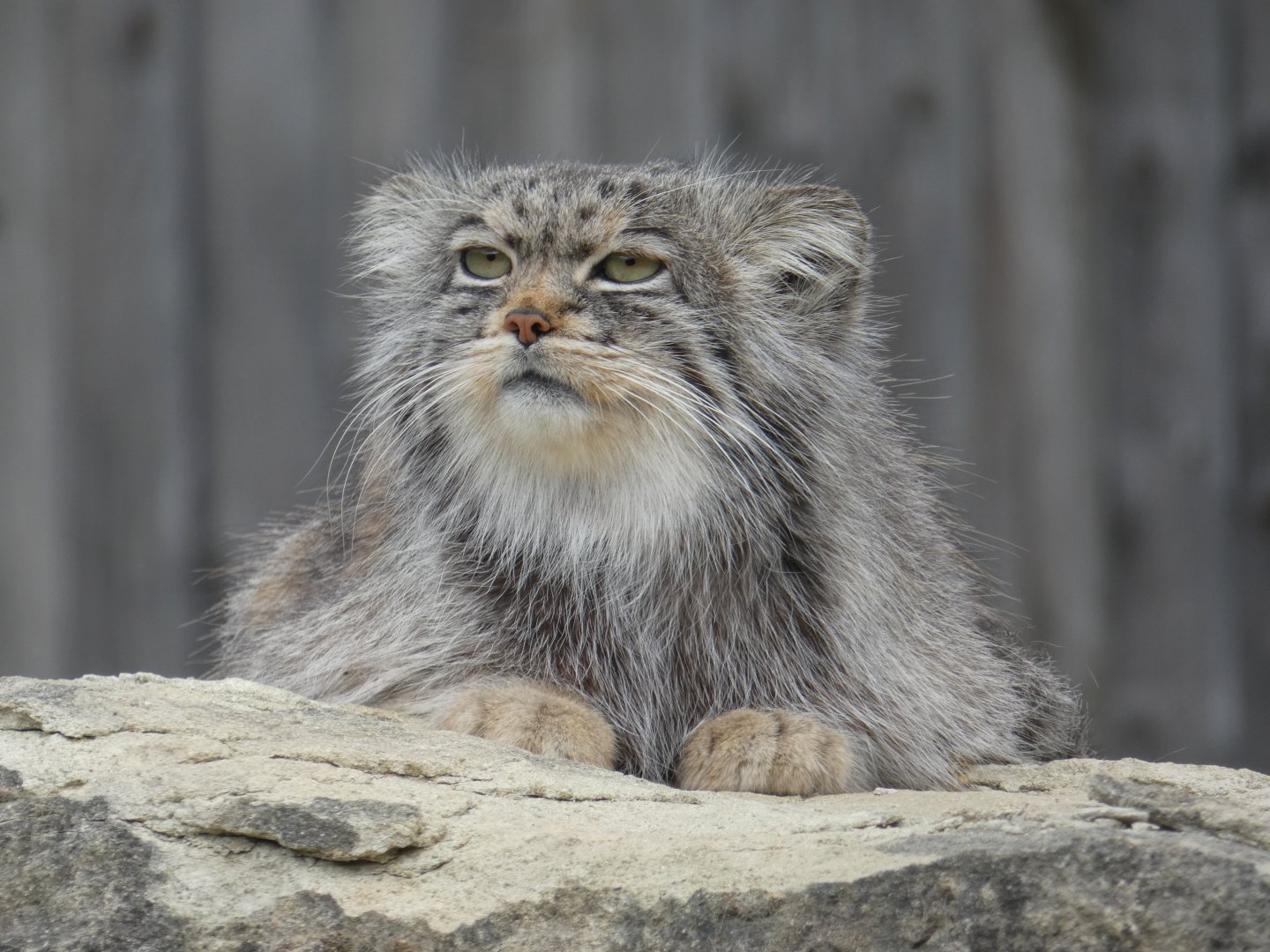 Pallas' cat close-up