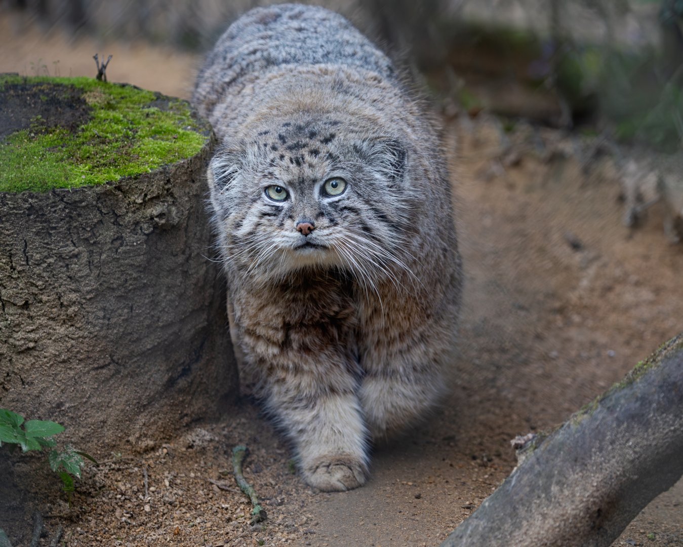 Pallas Cat/ Cotswold Wildlife Park / 5-4-23