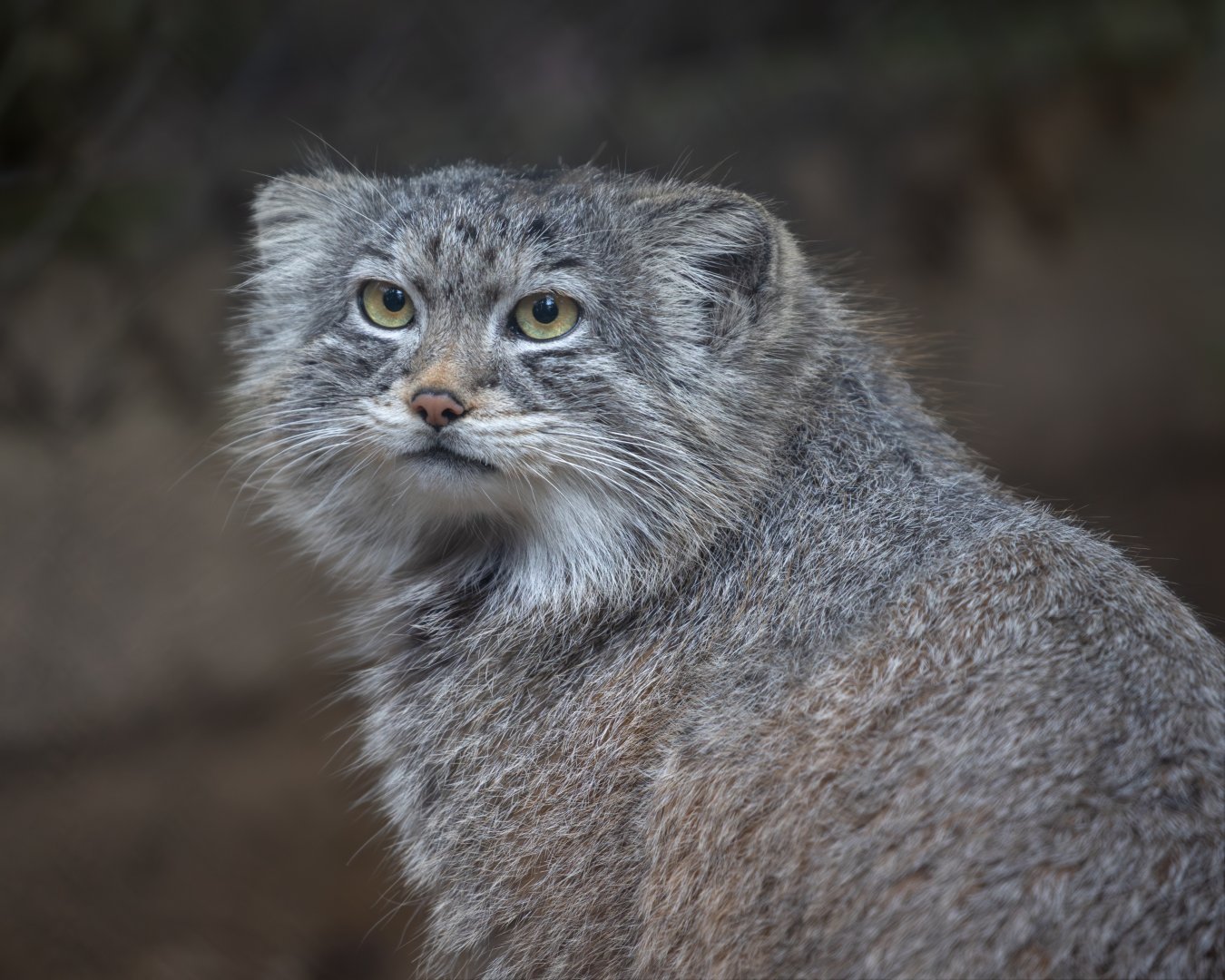 Pallas Cat / Cotswold Wildlife Park / 5-4-23