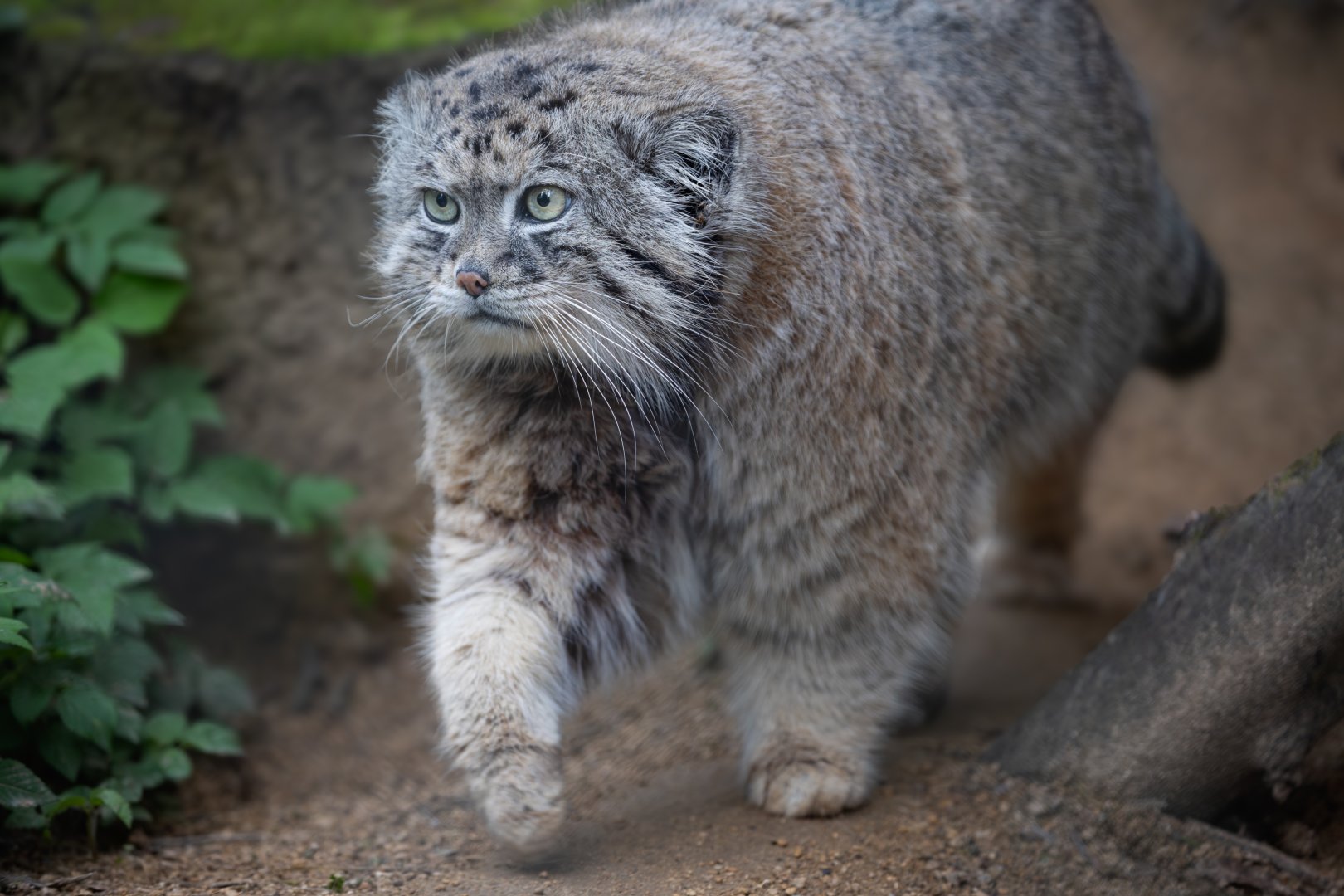 Pallas Cat / Cotswold Wildlife Park / 5-4-23
