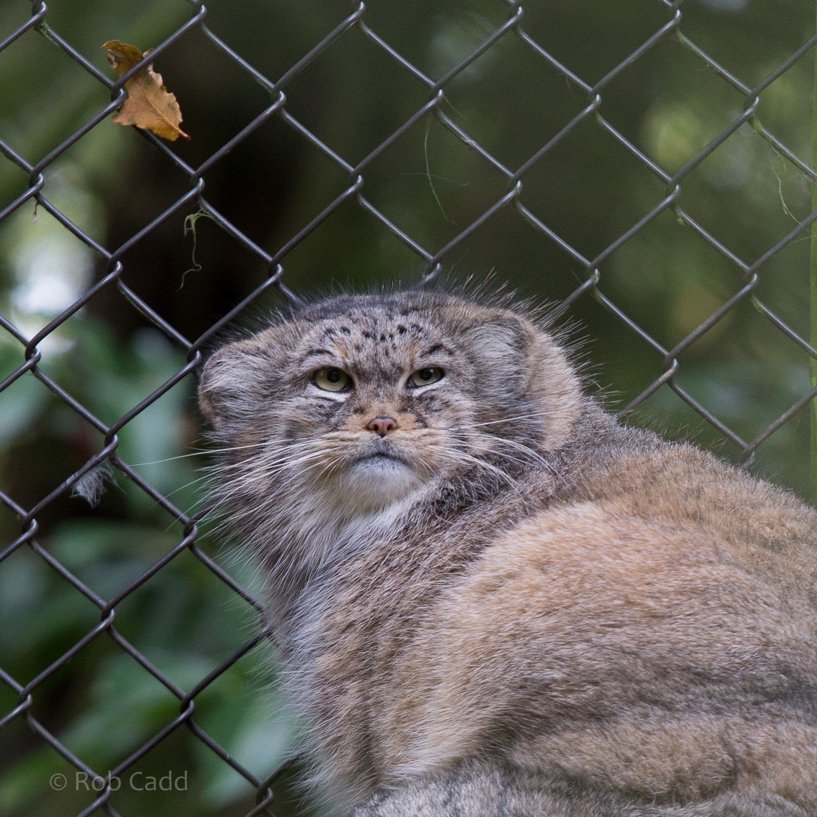 Pallas cat : Cotswold WP : 25 Oct 2014
