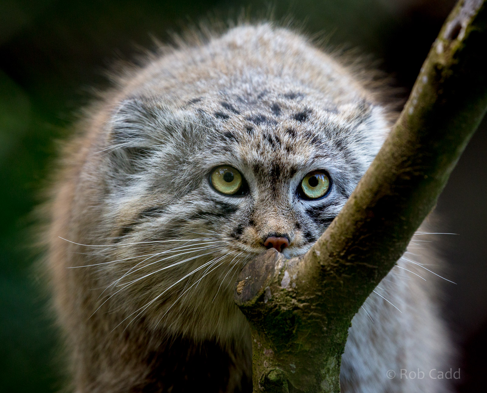 Pallas cat : Cotswold WP : 26 Mar 2015