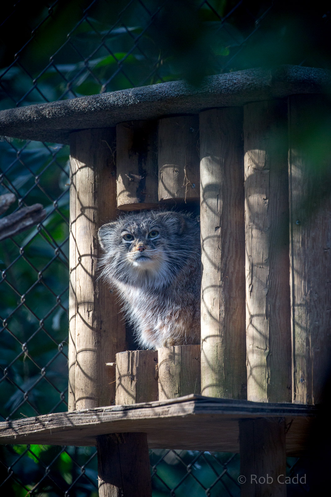 Pallas cat : Cotswold WP : 26 Mar 2015