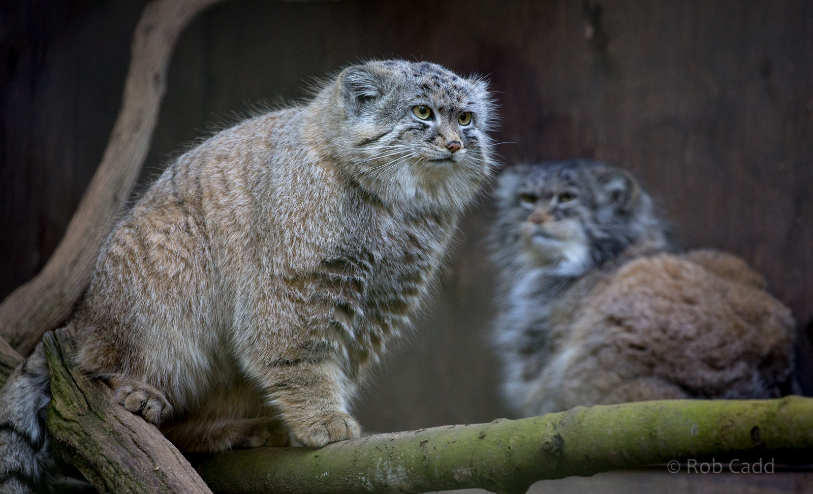 Pallas cat : Cotswold WP : 26 Mar 2015