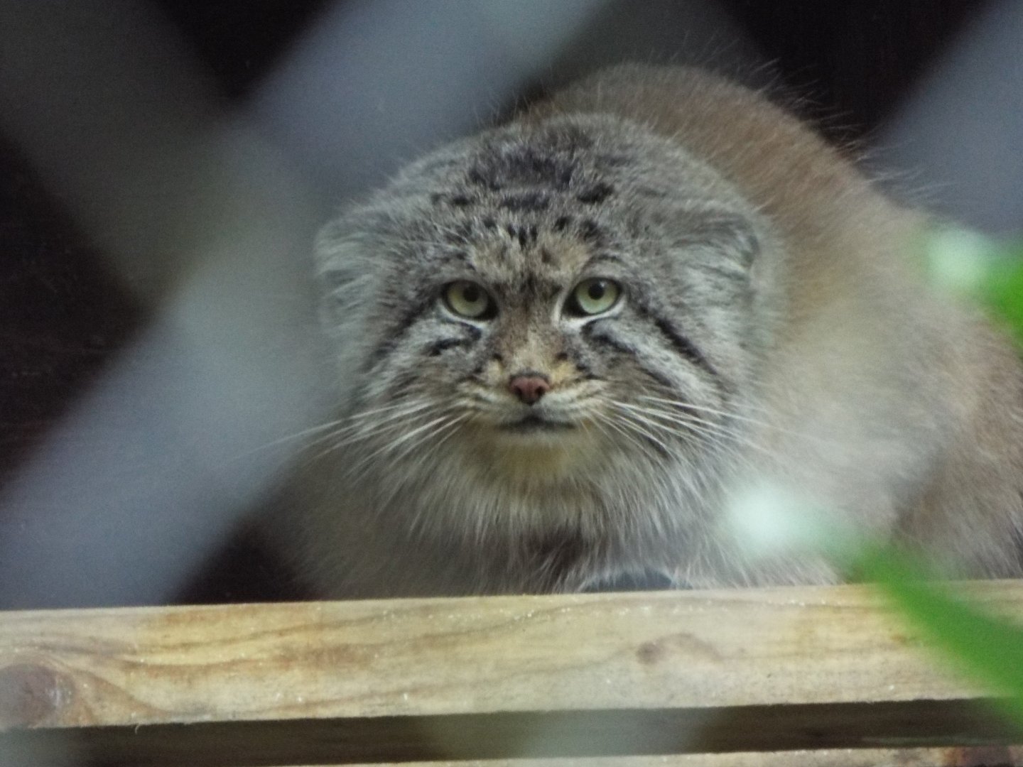 Pallas Cat - CWP
