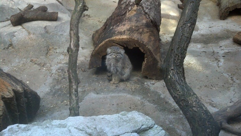 Pallas Cat - December 2013