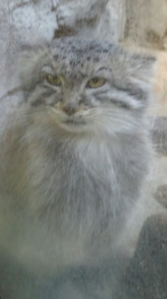 Pallas Cat - December 2013