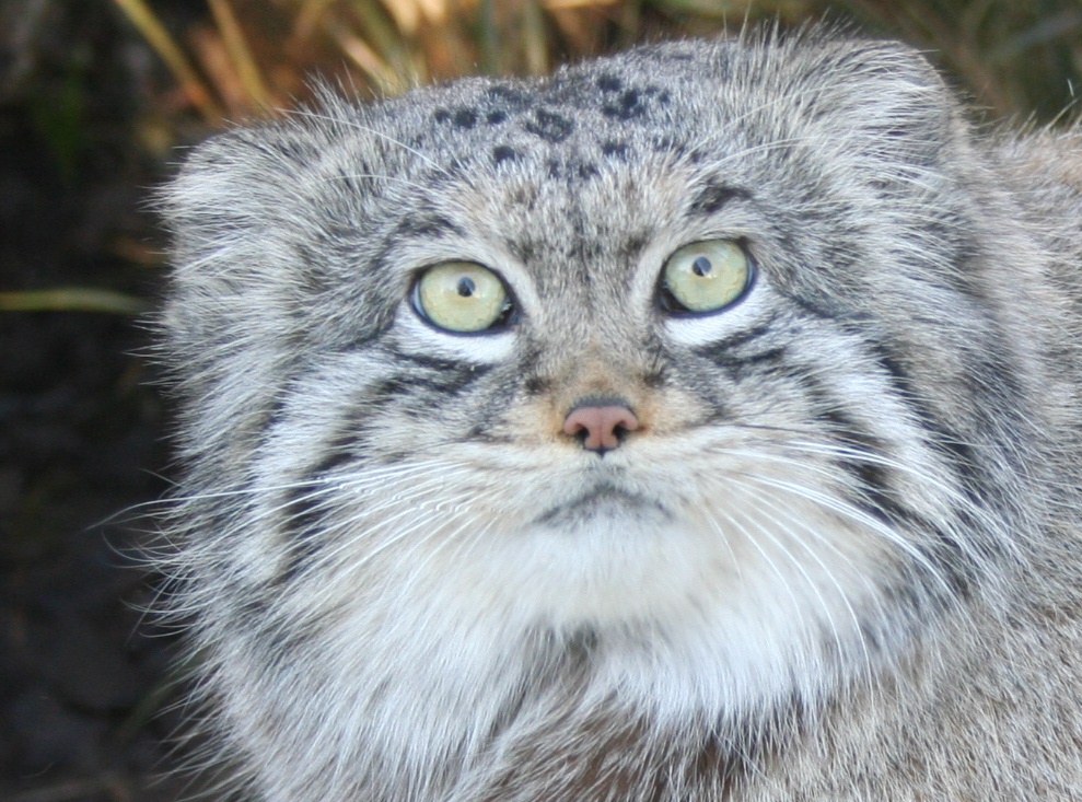 Pallas cat - Edinburgh
