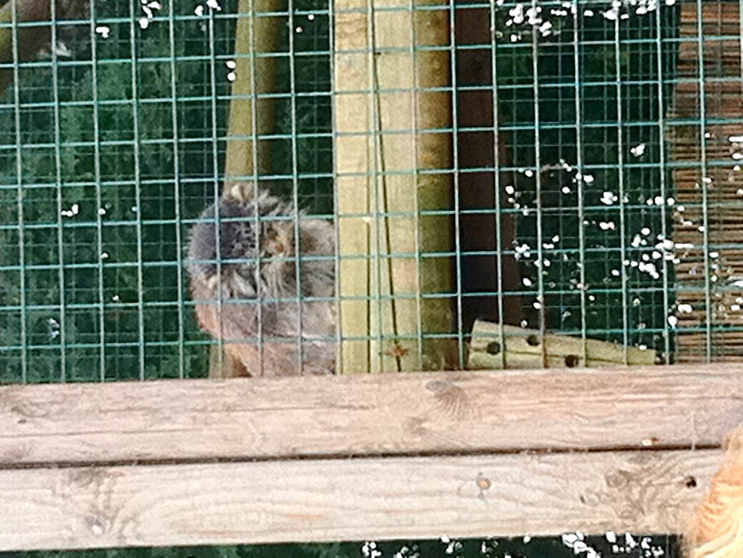 Pallas Cat Enclosure (3rd July 2011)