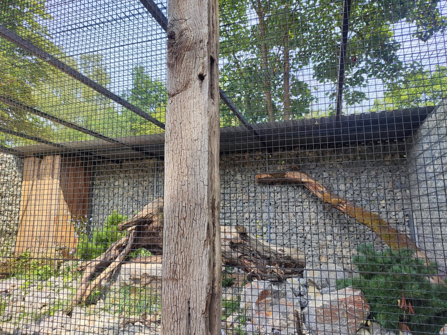 Palla's cat enclosure - Artenschutzzentrum Grasleben