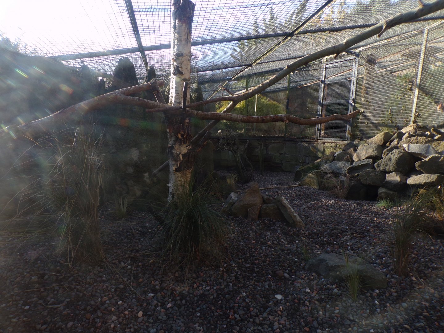 Pallas cat enclosure (formerly armadillo and mongoose) 17.10.24