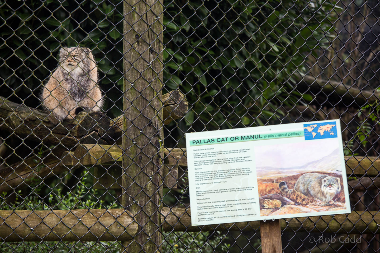 Pallas cat (enclosure, signage) : Howletts : 14 Oct 2014