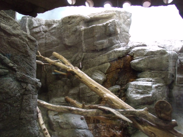 Pallas' Cat Enclosure