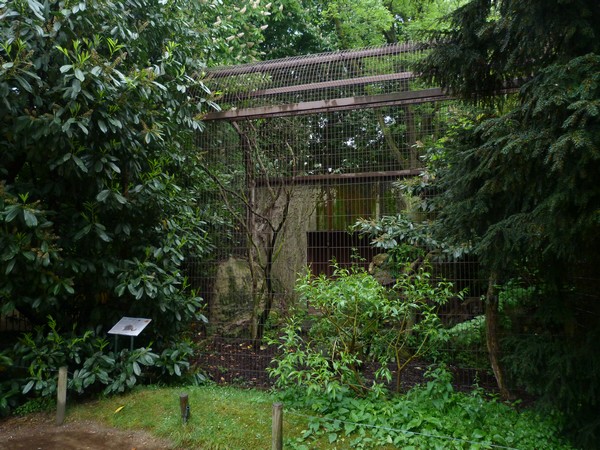 Pallas' cat enclosure