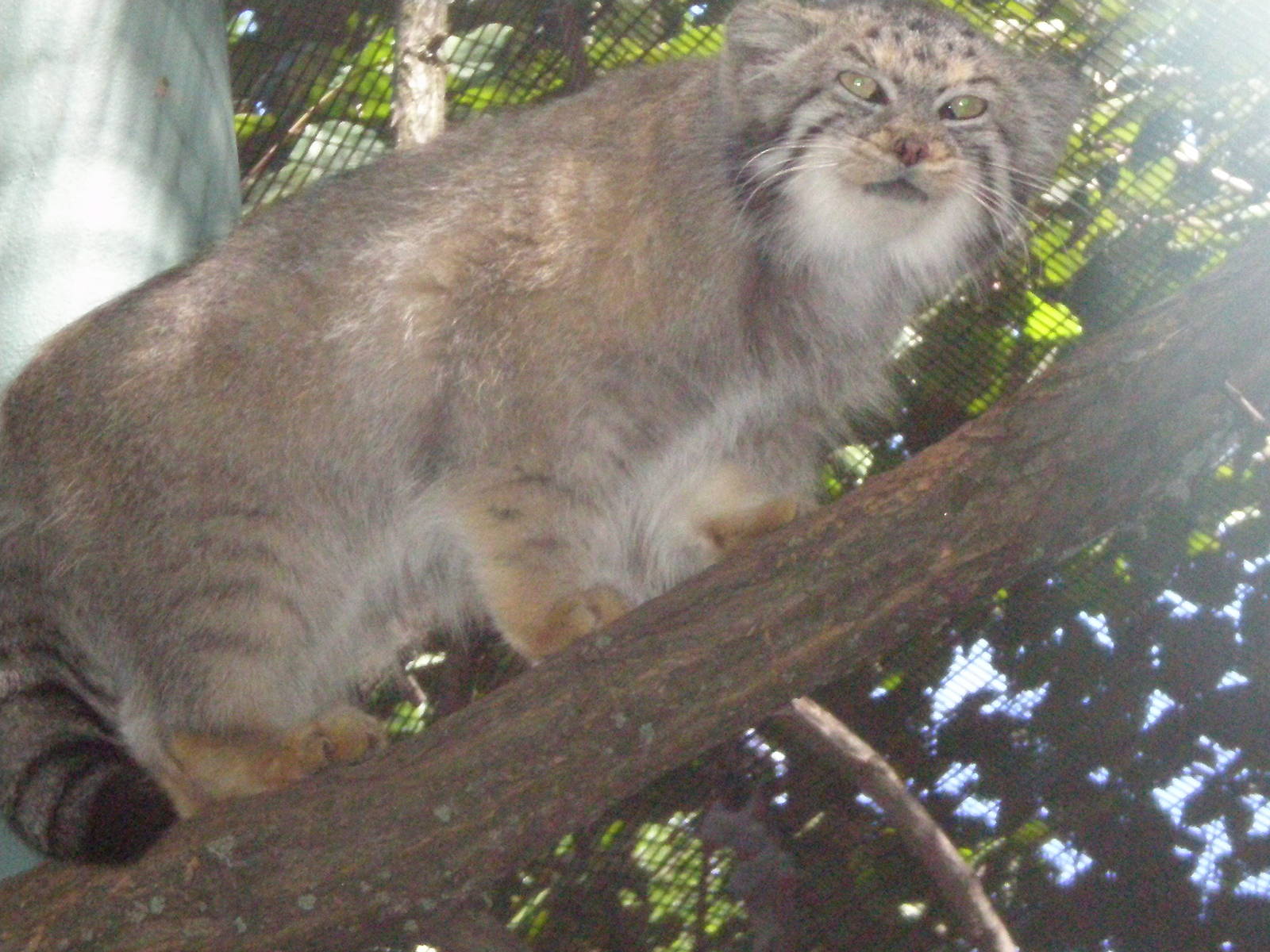 Pallas Cat - Erie zoo AUG07