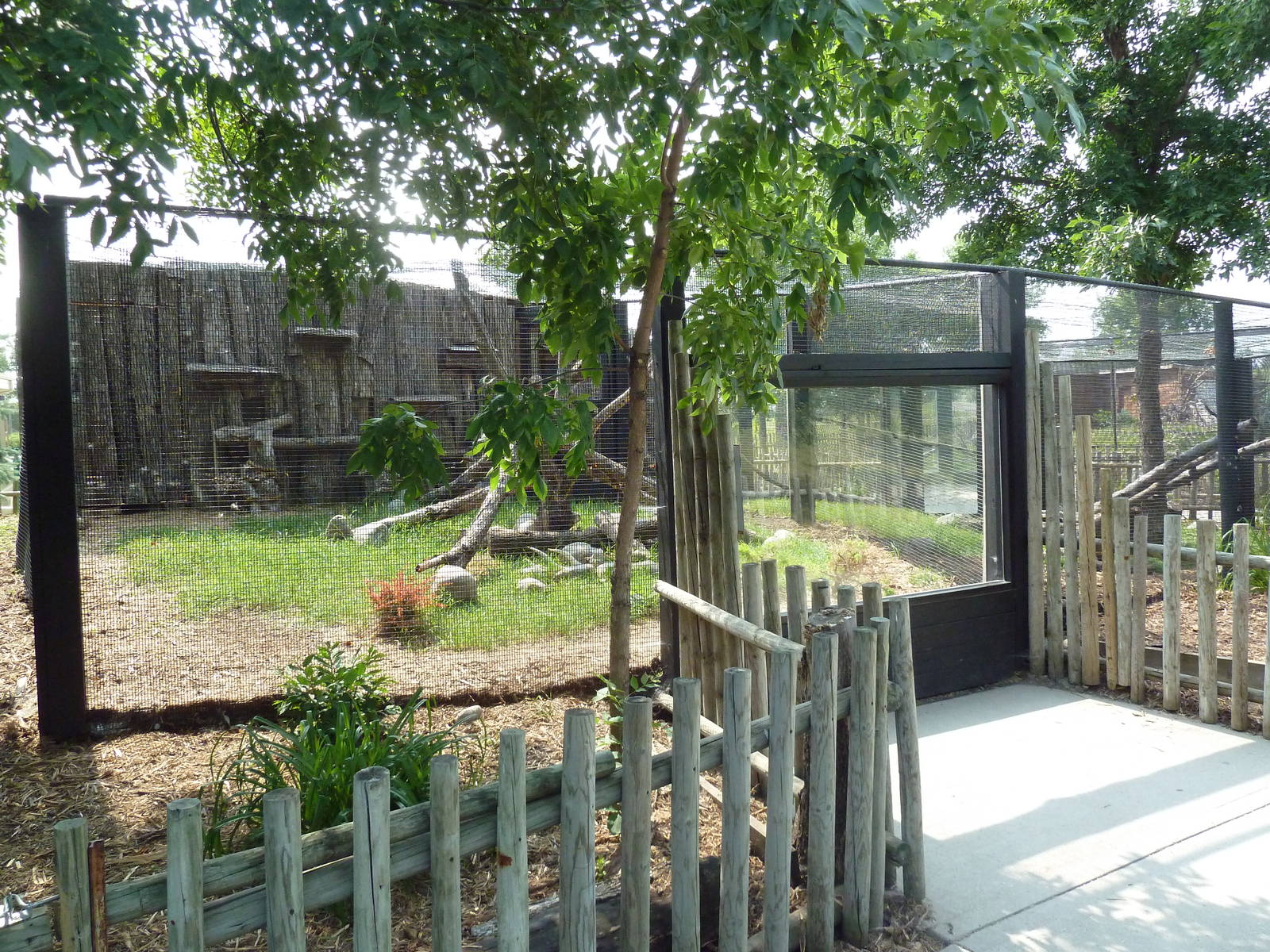 Pallas Cat Exhibit #1