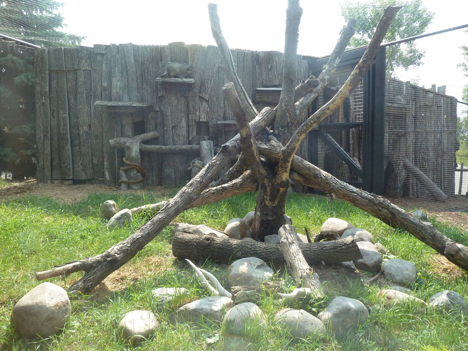 Pallas Cat Exhibit #1