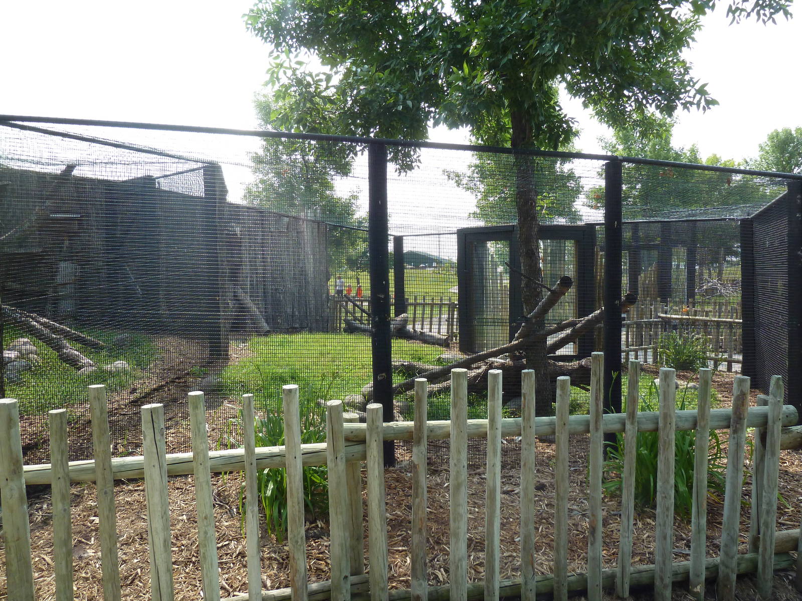 Pallas Cat Exhibit #2
