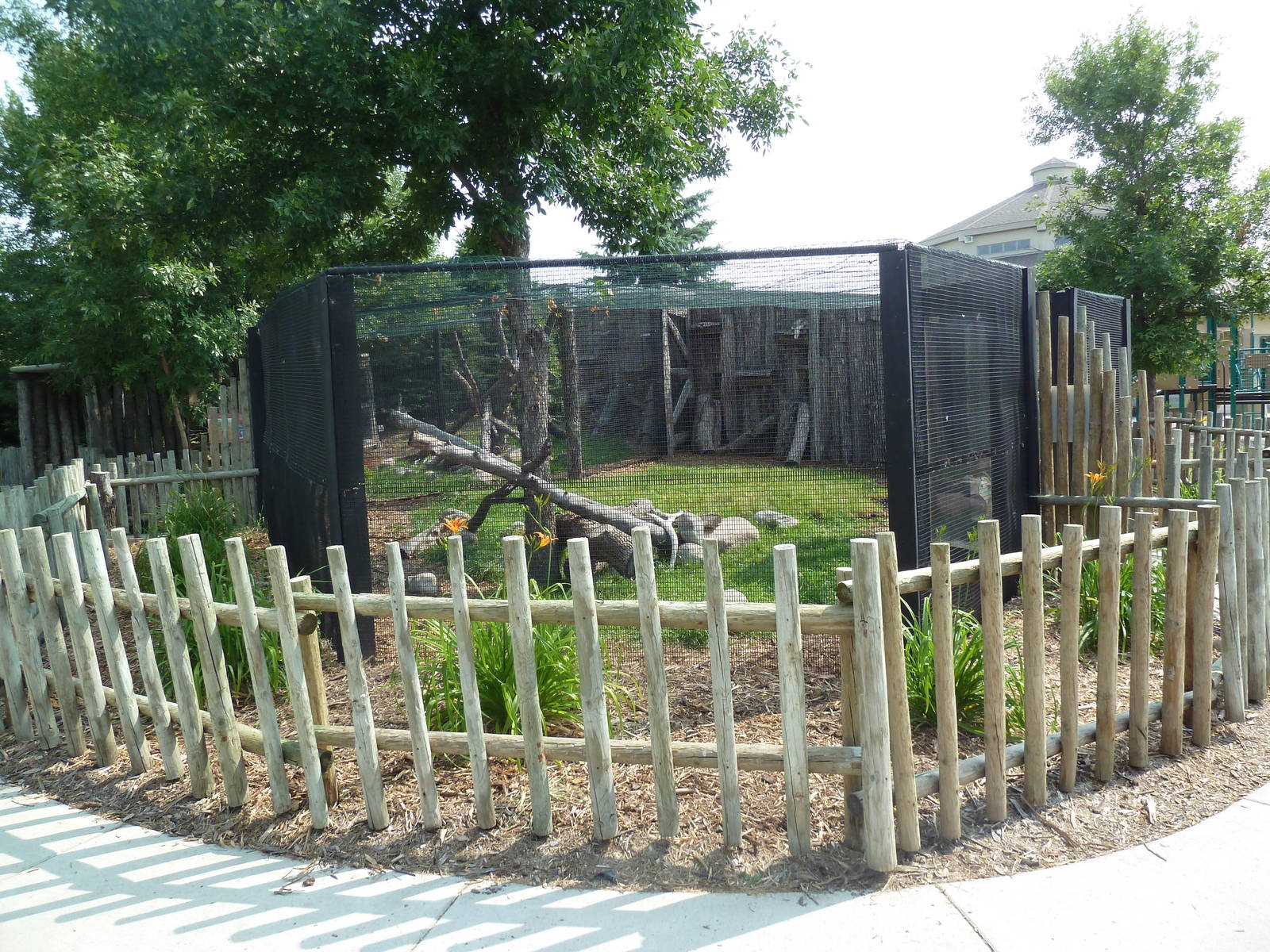 Pallas Cat Exhibit #2