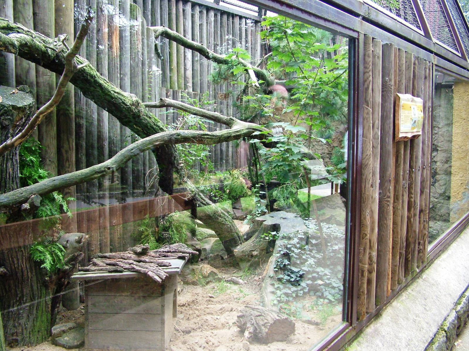 Pallas' Cat Exhibit at Chomutov, 30/08/12