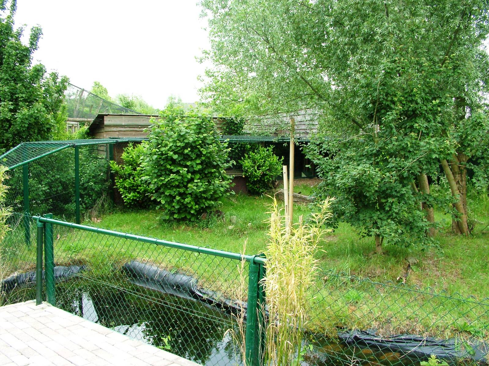 Pallas' Cat Exhibit at Dierenrijk, 31/05/12