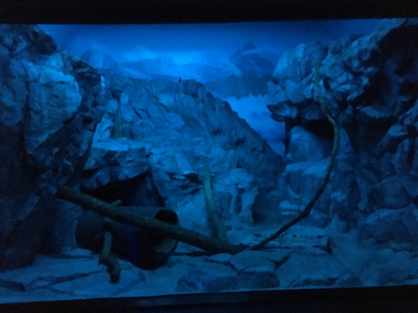 Pallas' Cat Exhibit | Cincinnati Zoo