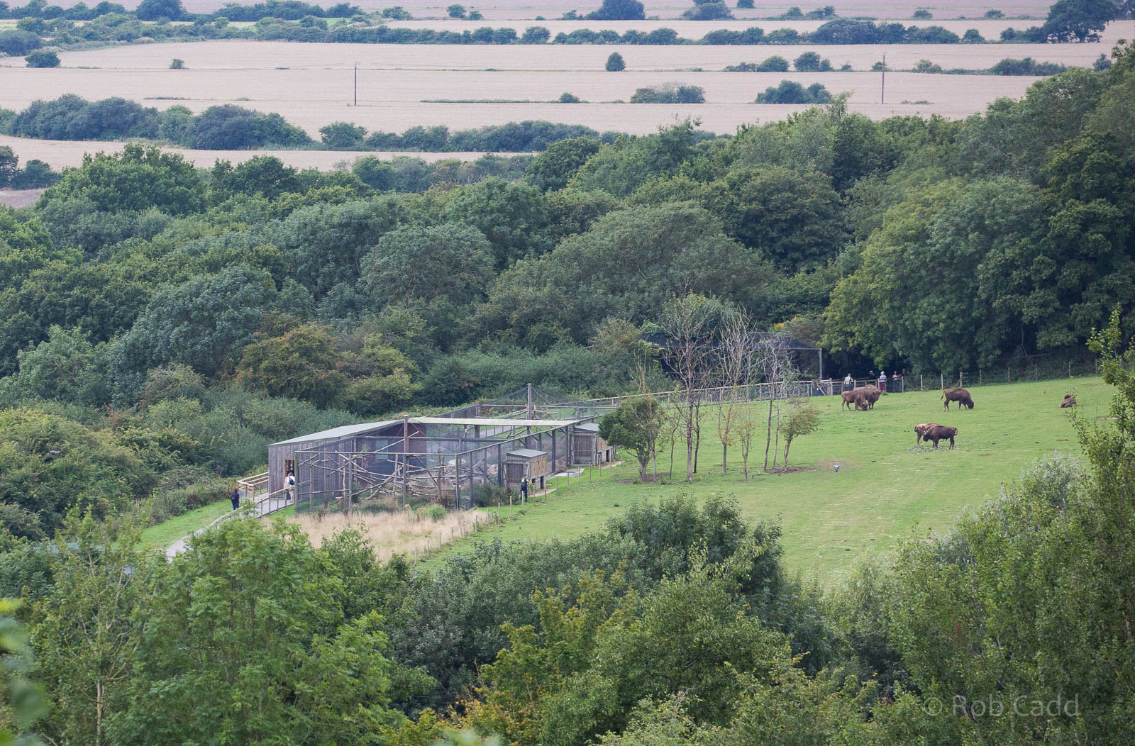 Pallas cat (exhibit); general view : Port Lympne : 29 Aug 2015