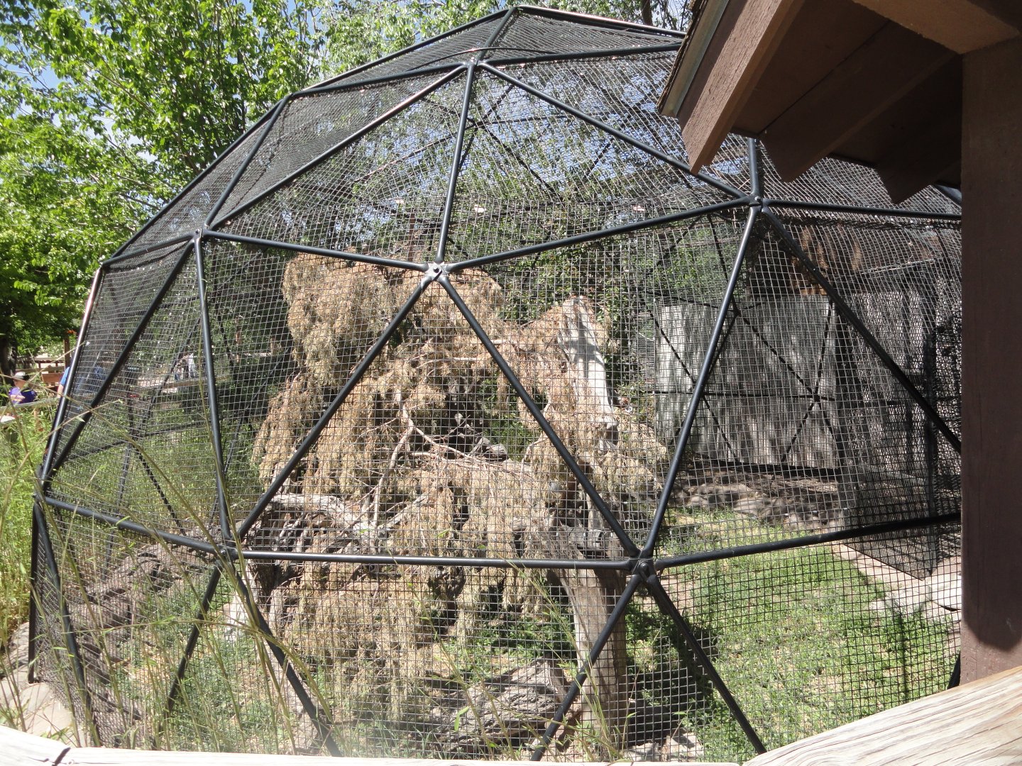 Pallas Cat Exhibit Left