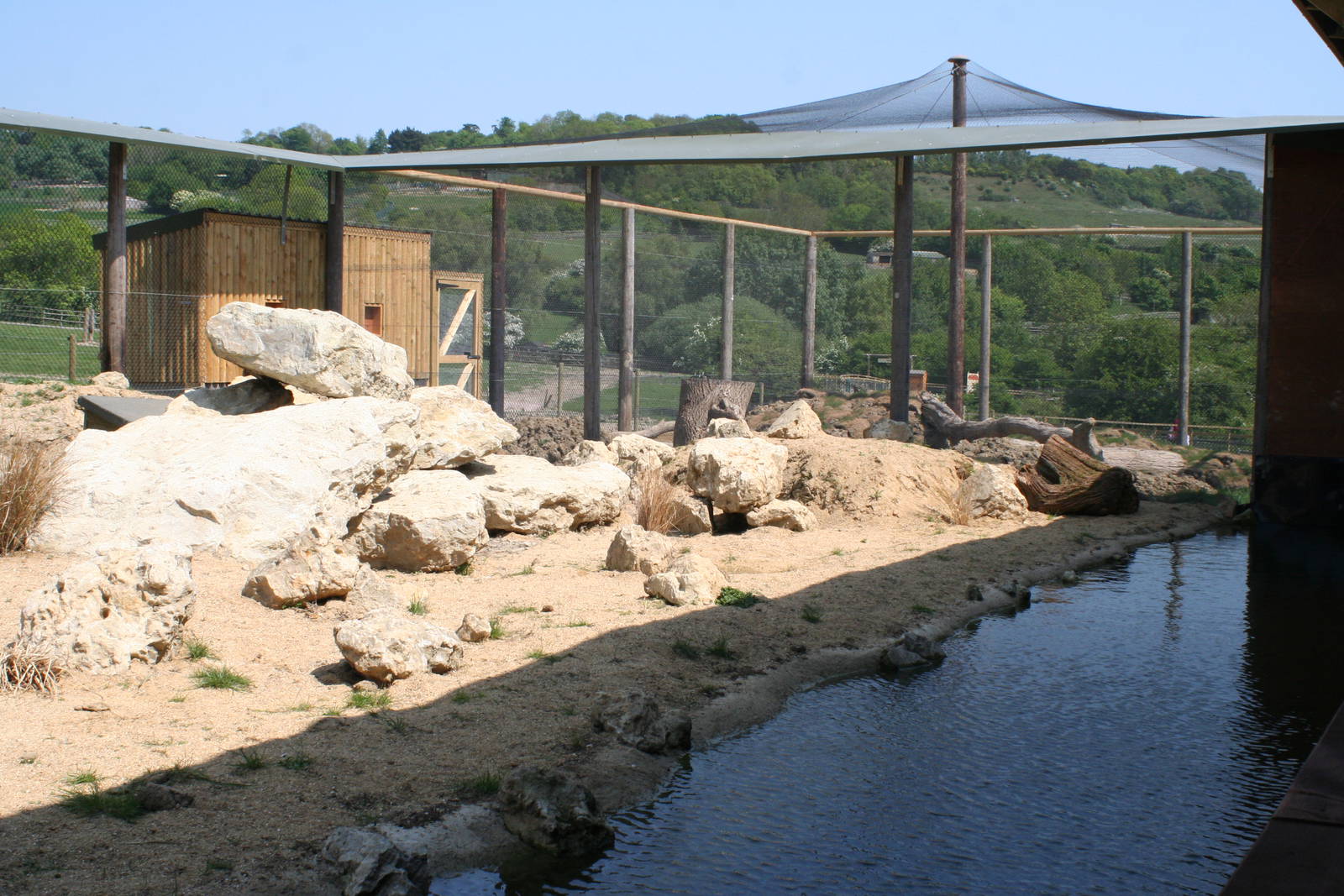 Pallas Cat Exhibit @ Port Lympne; 01.05.2011
