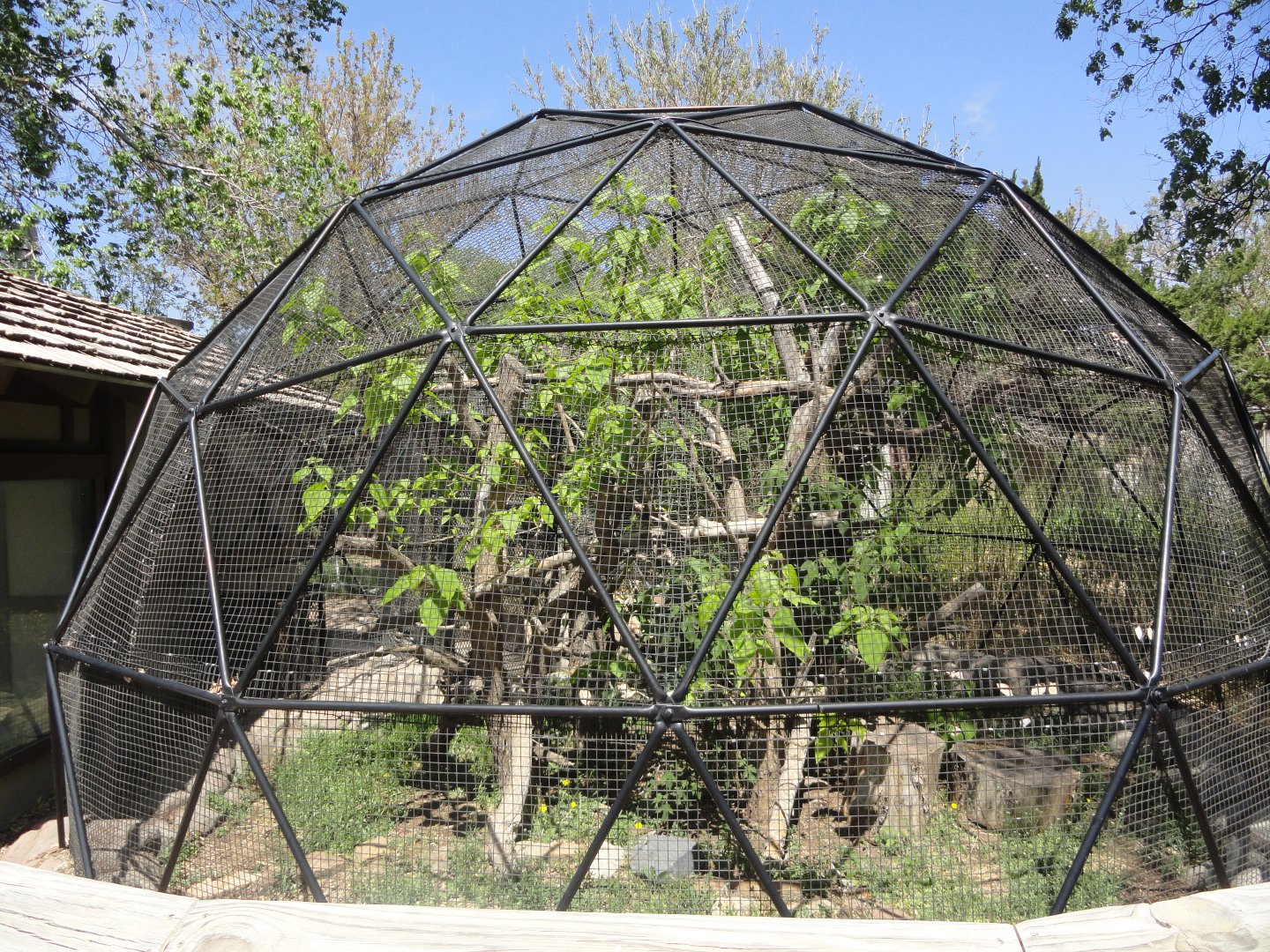 Pallas Cat Exhibit Right