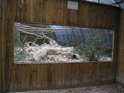 pallas cat exhibit