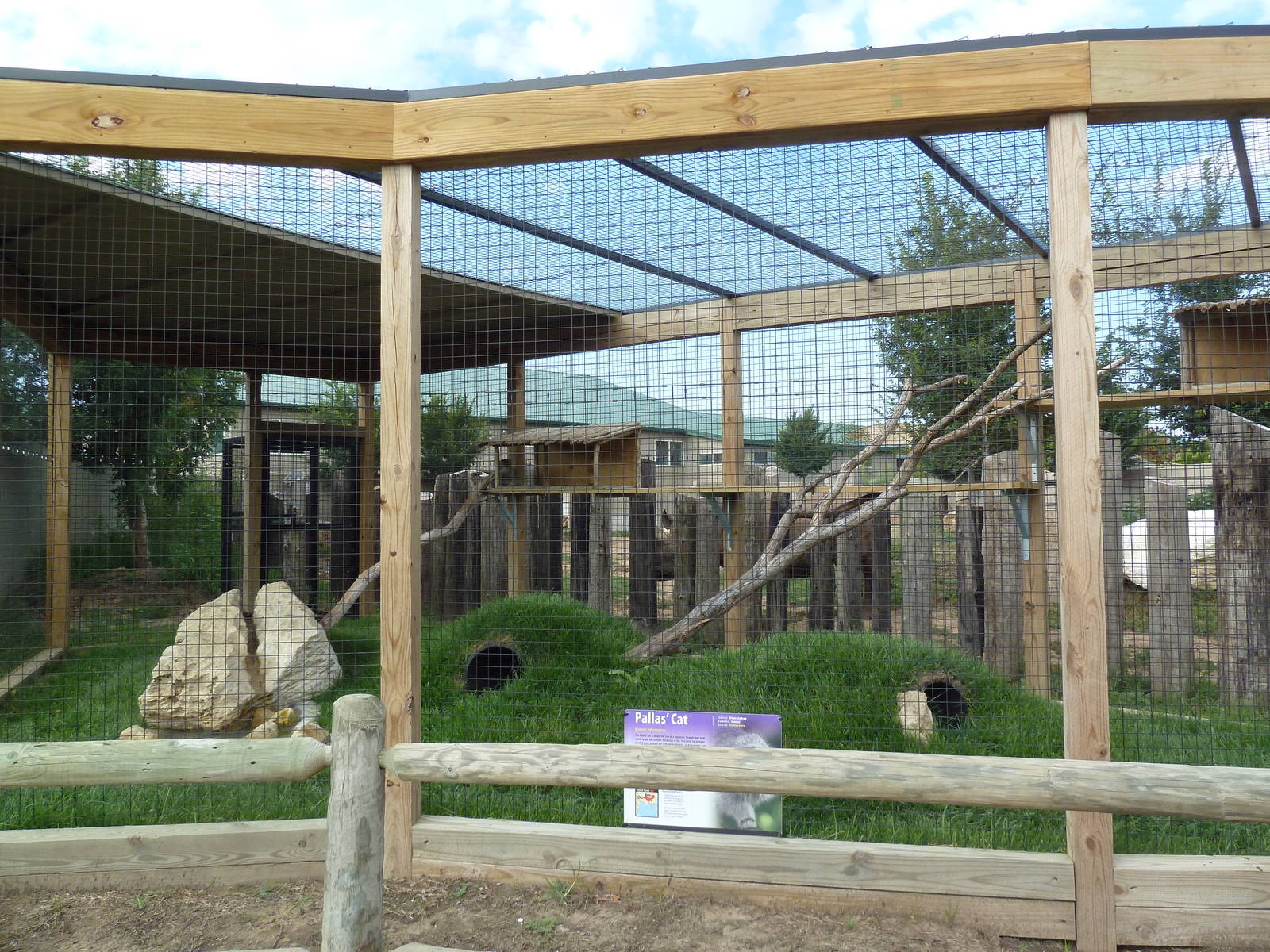 Pallas Cat Exhibit