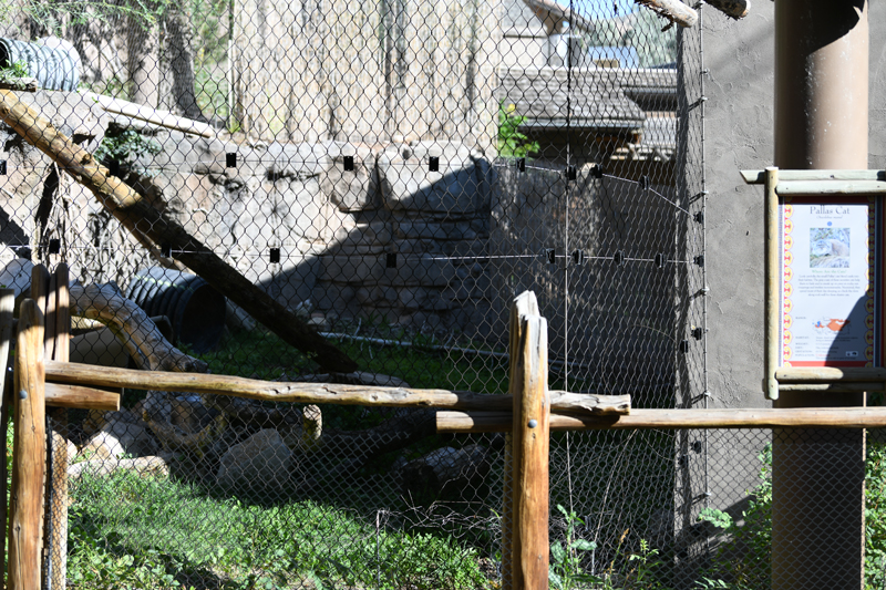 Pallas cat exhibit