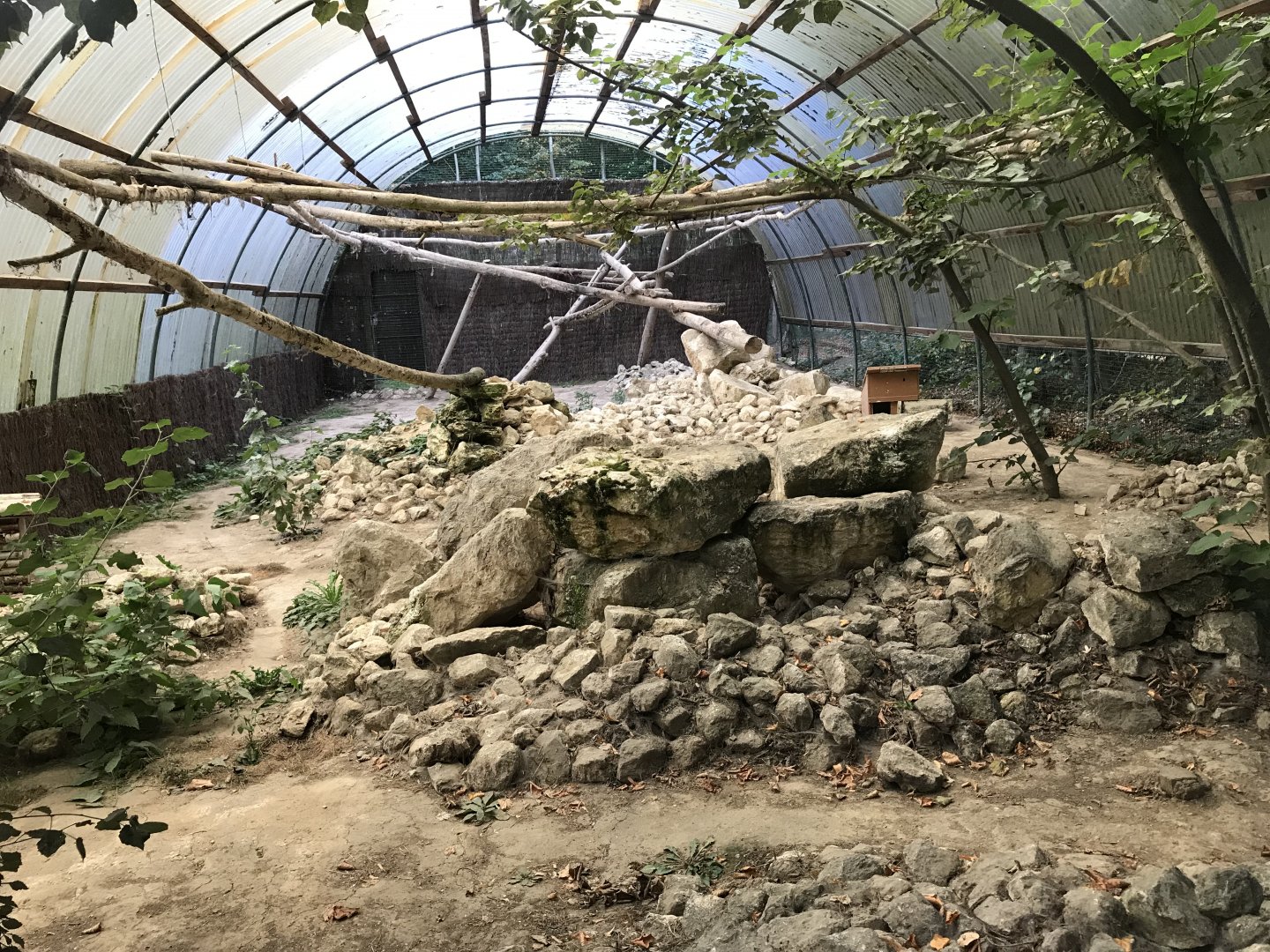Pallas cat exhibit