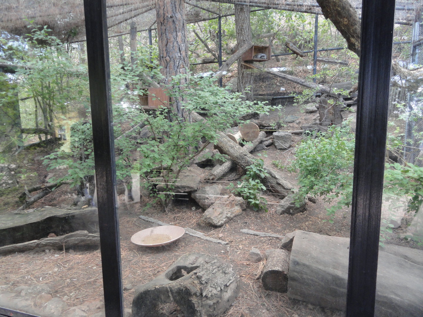 Pallas' Cat Exhibit